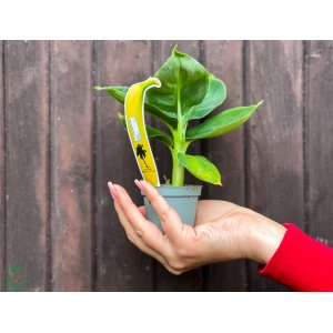 Banánovník obyčajný (Musa acuminata) - výška 10-20 cm, kont. P6